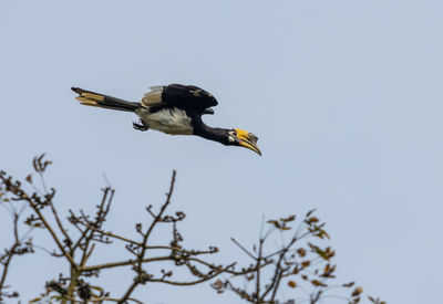 Low angle view of bird flying against the sky