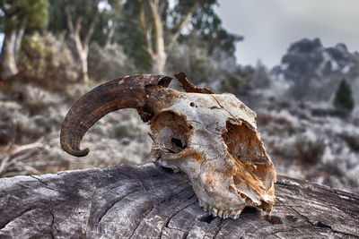 Close-up of animal skull on tree stump