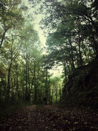 Footpath passing through forest