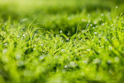 Full frame shot of wet leaves on field