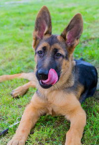 Portrait of a dog on field