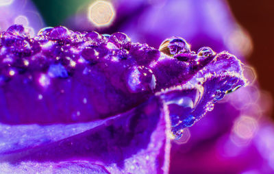 Close-up of purple pollinating flower