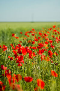 Red poppy flowers growing on field