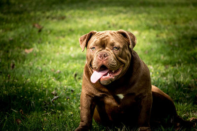 Portrait of dog sitting in grass