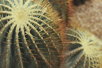 Close-up of cactus