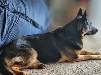 Beautiful german shepherd always alert