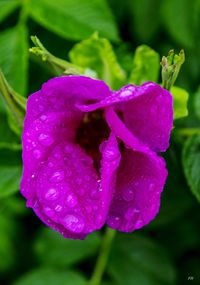 Close-up of wet flower blooming outdoors