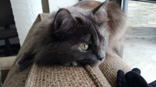 Close-up of cat sitting outdoors