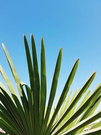 Palm leaf against clear blue sky