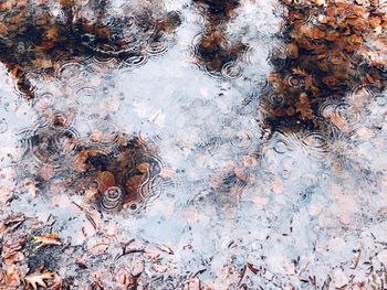 Full frame shot of wet tree