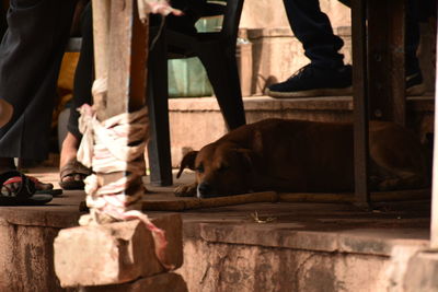 Low section of man and dog relaxing at home