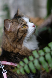 Close-up of cat looking away