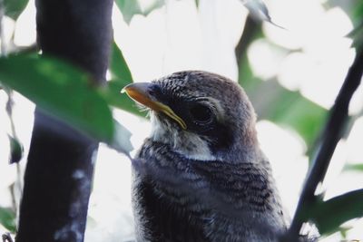 Close-up of a bird