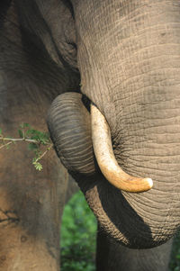 Close-up of elephant