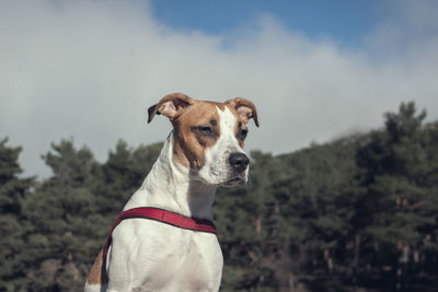 Portrait of dog looking away against sky