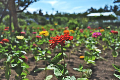 Close-up of orange flowering plant on field