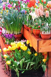 Close-up of potted plants in yard