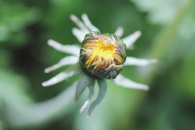 Close-up of insect on flower