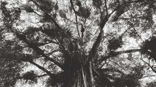 Low angle view of silhouette trees in forest against sky