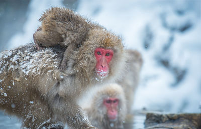 Snow monkey in a hot spring, nagano, japan.
