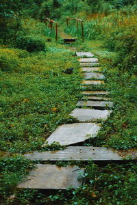 High angle view of footpath amidst plants