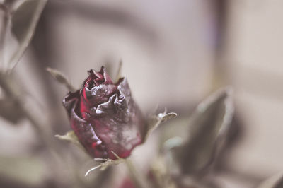 Close-up of raindrops on rose