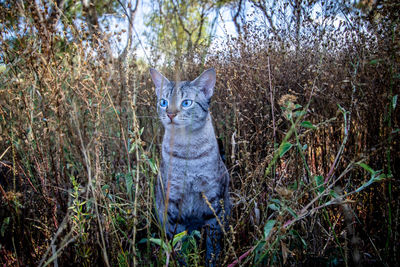 Portrait of cat sitting on land