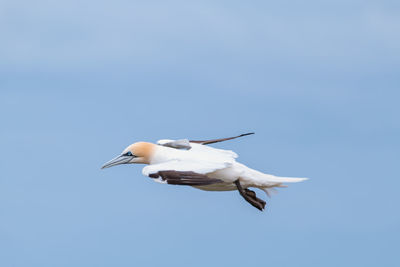 Low angle view of seagull flying in sky