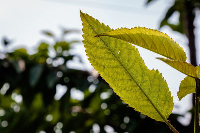 Close-up of maple leaf during autumn