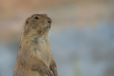 Close-up of an animal looking away