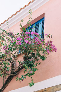 Low angle view of pink flowering plant against building
