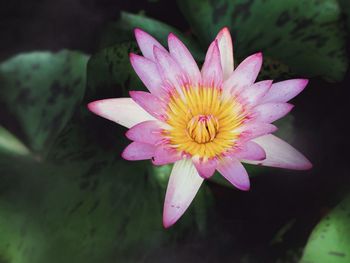 Close-up of pink water lily