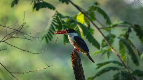 Close-up of bird perching on branch