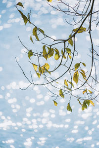 Low angle view of tree against sky