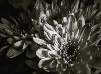 Close-up of flowers