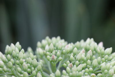 Close-up of white flowering plants