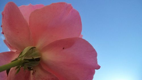 Close-up of pink flower against clear blue sky