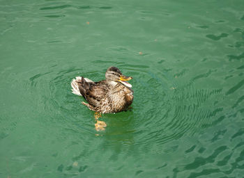 High angle view of duck swimming in lake