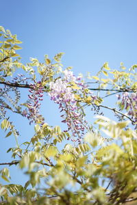 Low angle view of flowering plant against clear sky