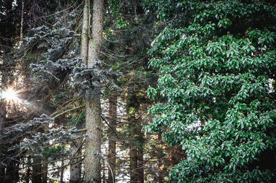 Trees growing in forest