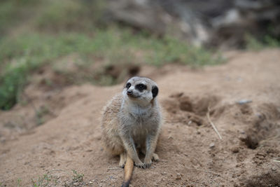 meerkat