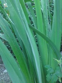 Close-up of grass growing in field