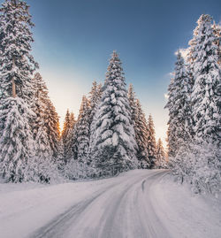 Snow covered road amidst trees against sky