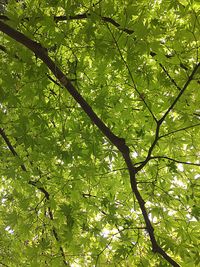 Low angle view of trees