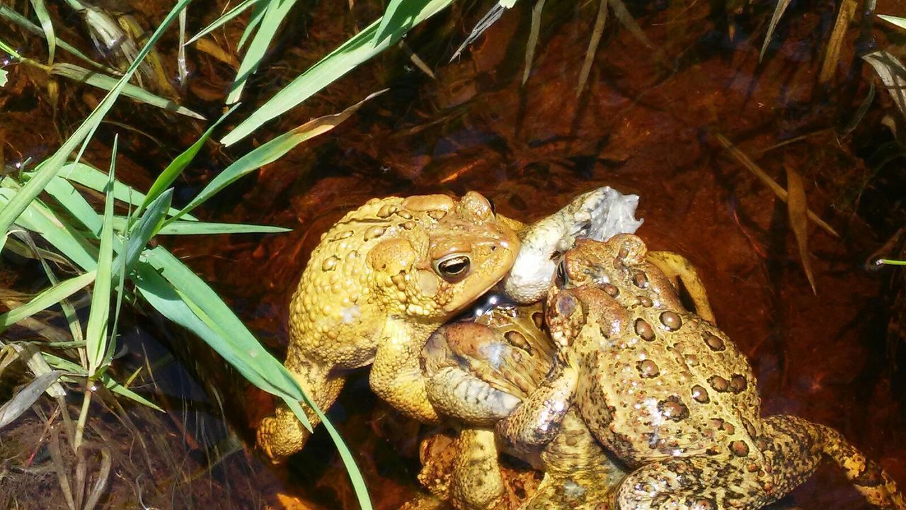 High angle view of frogs in pond