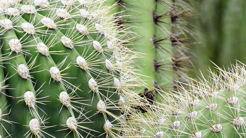 Close-up of cactus plant