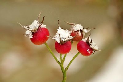 Close-up of red berries on plant