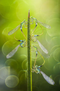 Close-up of insect on leaf