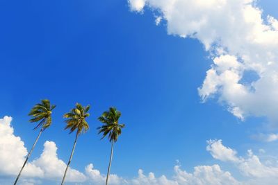 Low angle view of palm trees against cloudy sky