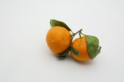 Close-up of orange fruit against white background